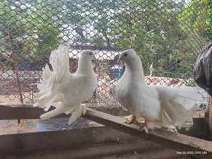 ফ্যান্টেইল রানিং পেয়ার