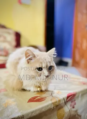 1+ Year Female Purebred Persian