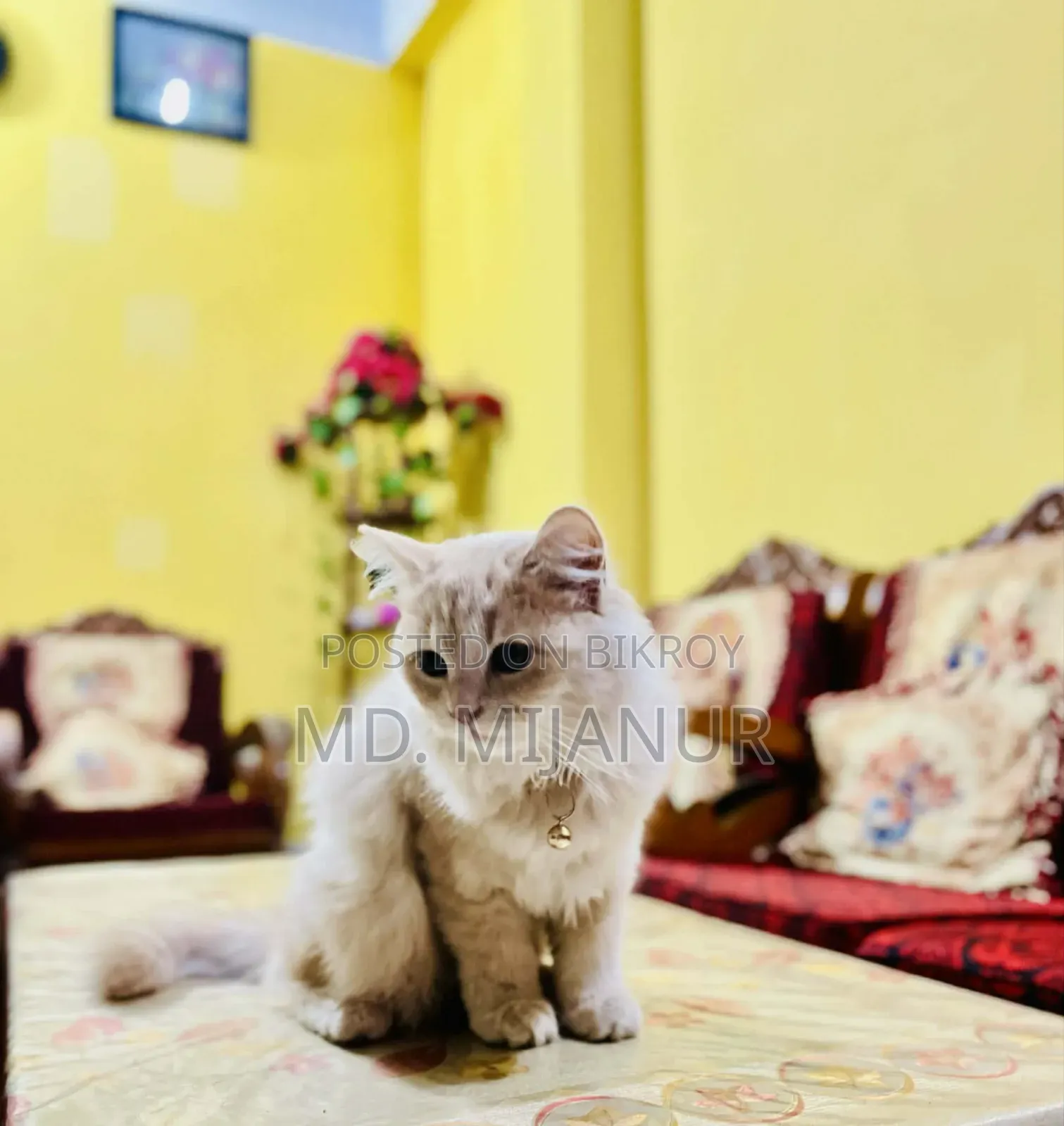 1+ Year Female Purebred Persian