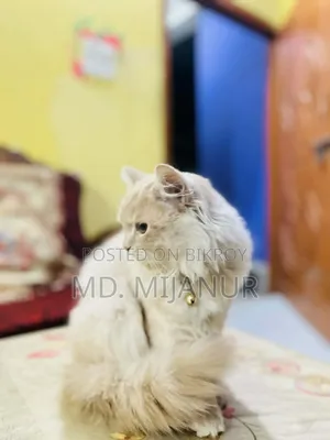 1+ Year Female Purebred Persian
