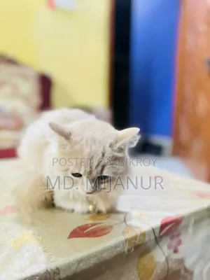 1+ Year Female Purebred Persian