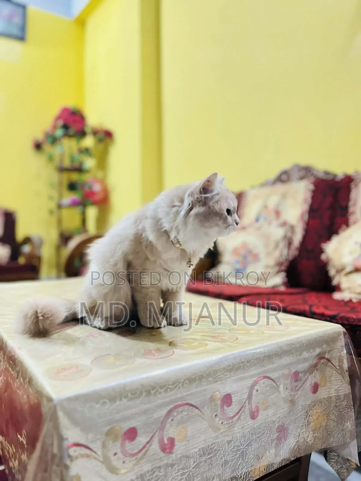 1+ Year Female Purebred Persian