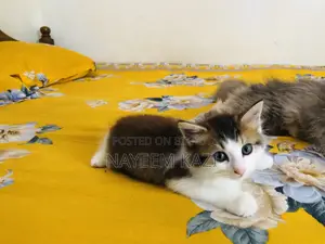 1+ year Female Purebred Persian