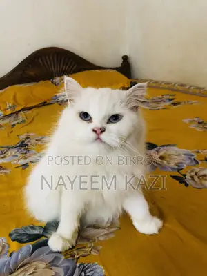 1+ year Female Purebred Persian