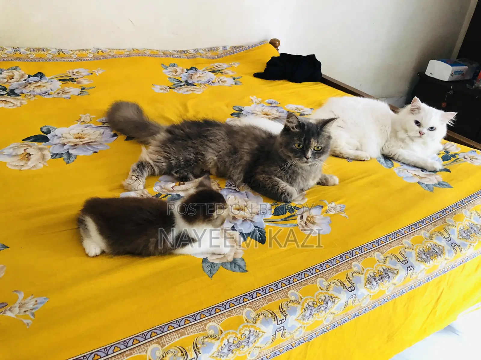1+ year Female Purebred Persian