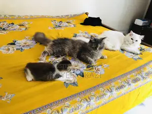 1+ year Female Purebred Persian