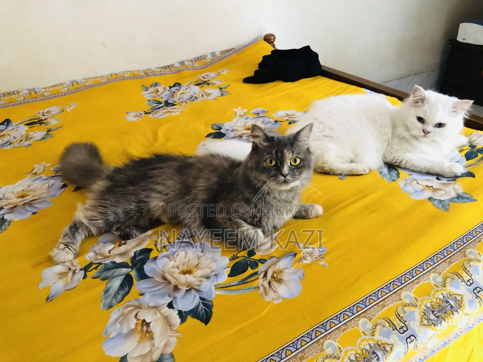 1+ year Female Purebred Persian