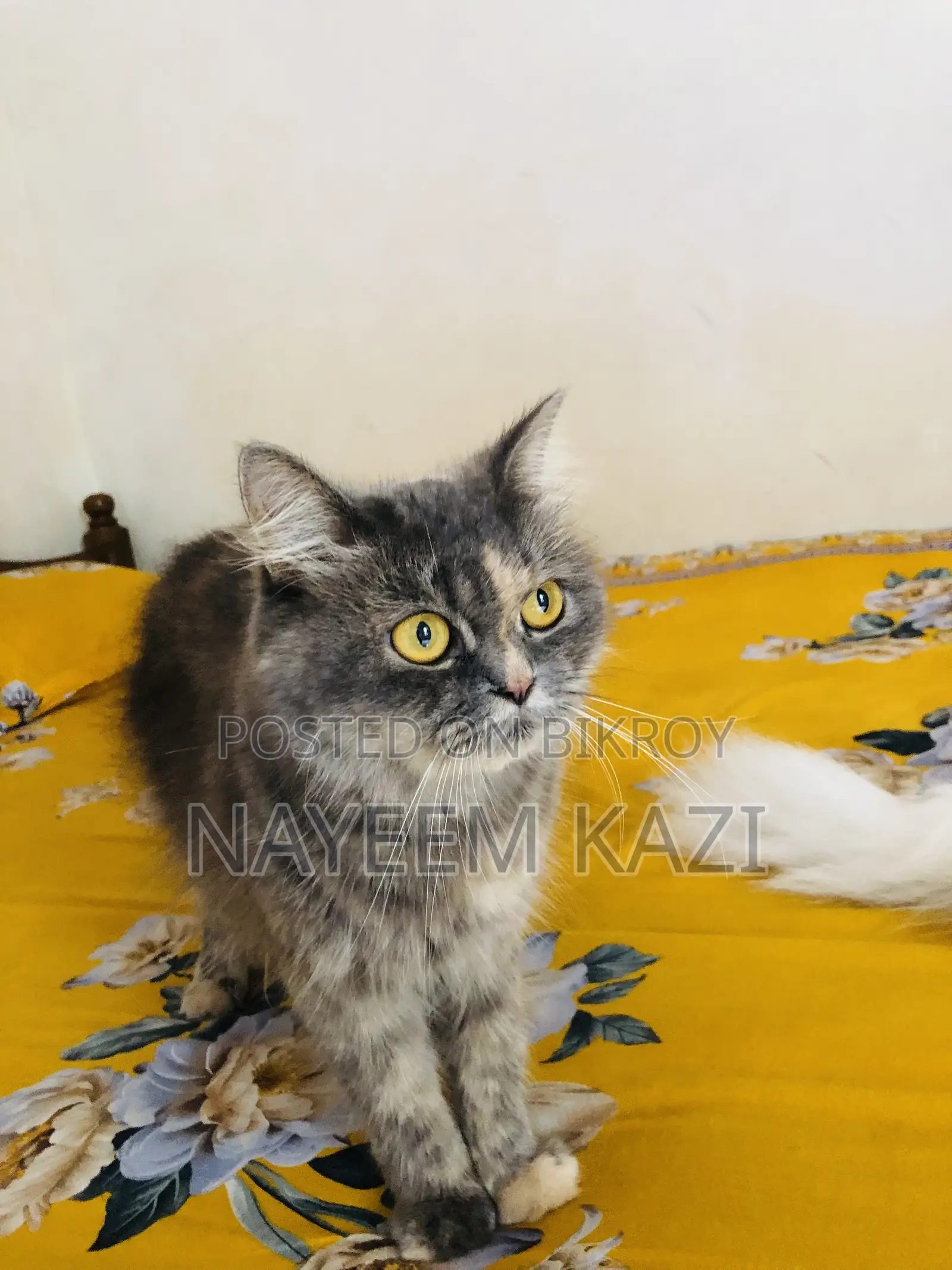 1+ year Female Purebred Persian