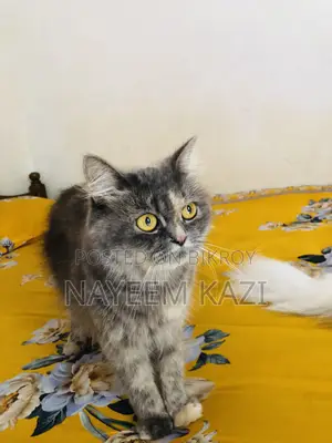1+ year Female Purebred Persian