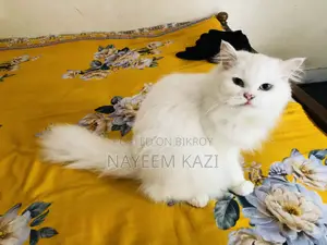 1+ year Female Purebred Persian