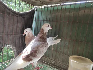 রাজগোল্লা ১০ পালক কমপ্লিট পেয়ার