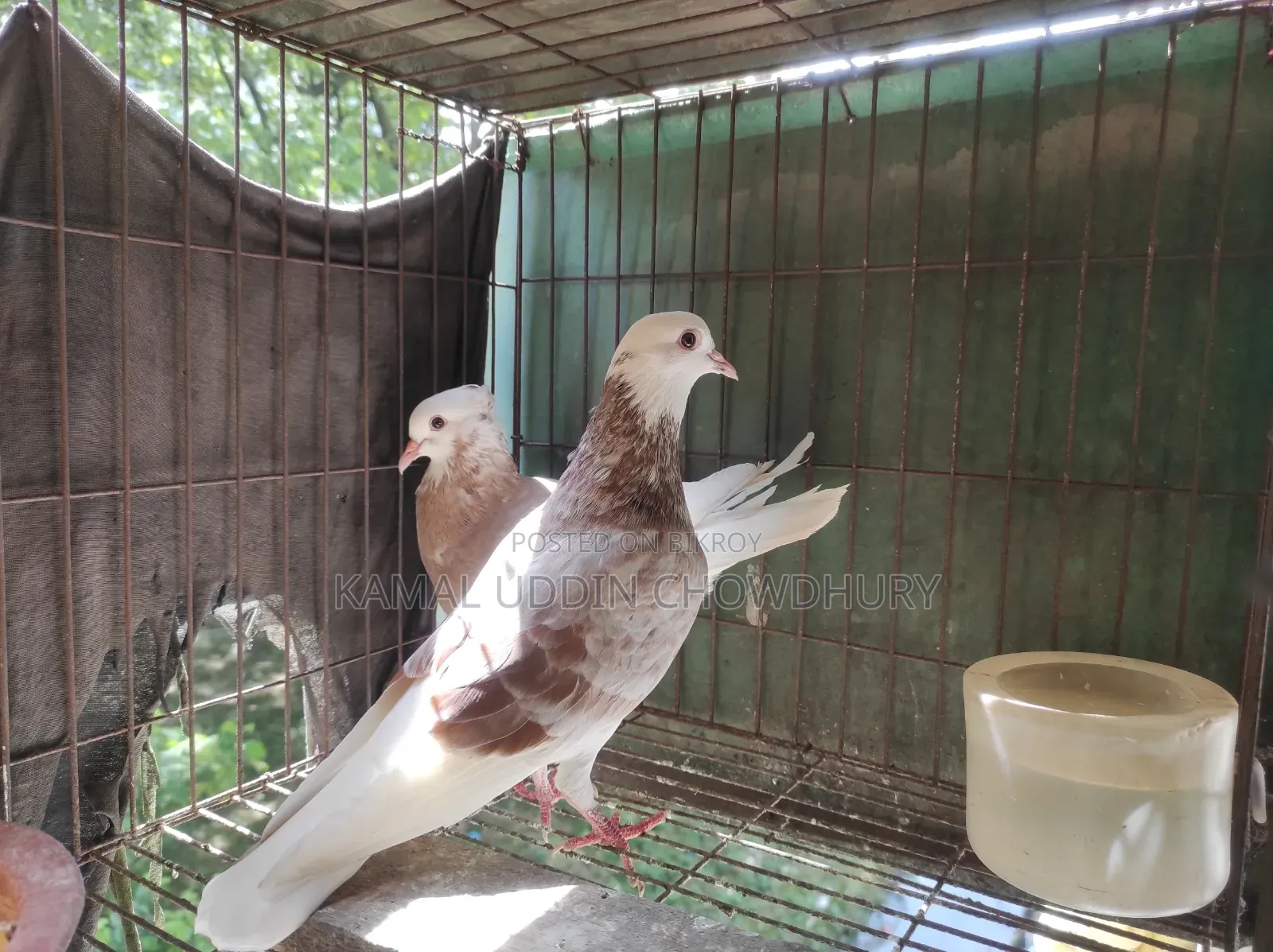 রাজগোল্লা ১০ পালক কমপ্লিট পেয়ার