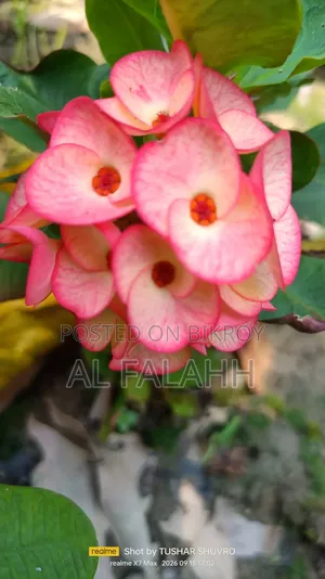 Crown of Thorns Plant