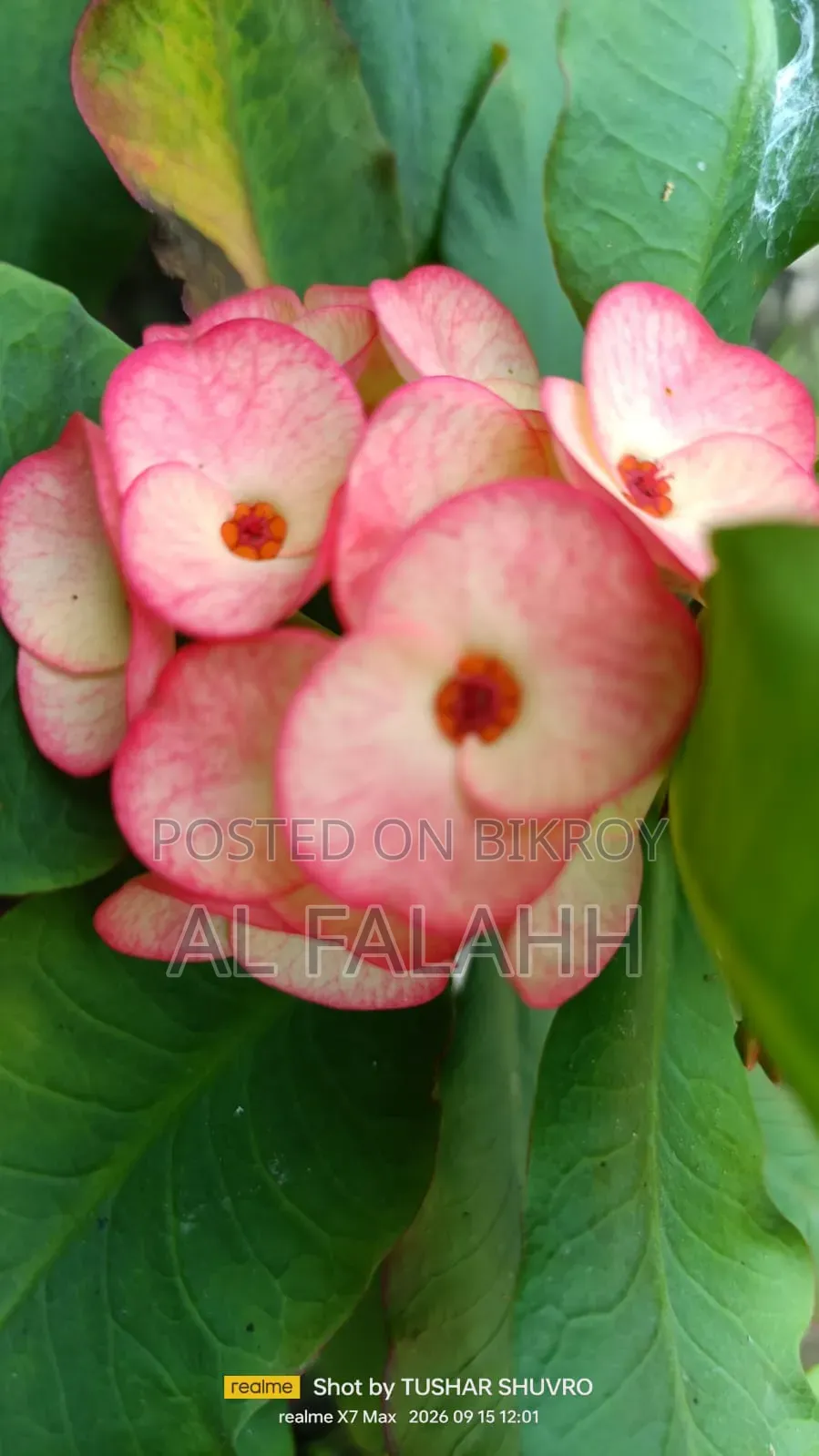 Crown of Thorns Plant