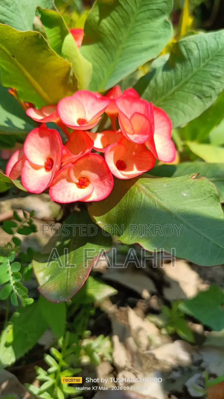 Crown of Thorns Plant