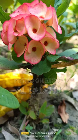 Crown of Thorns Plant