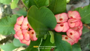 Crown of Thorns Plant