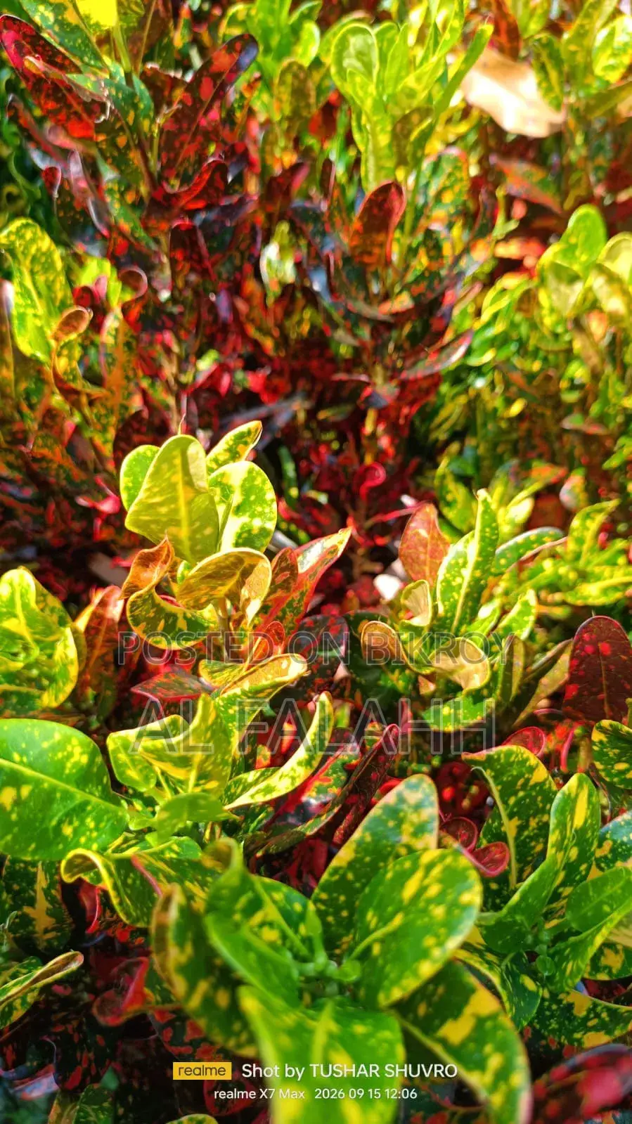 Croton or Croton Plant