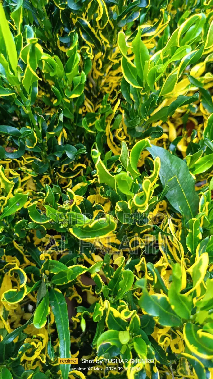 Croton or Croton Plant