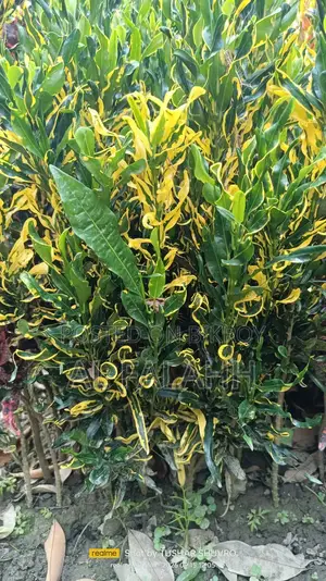 Croton or Croton Plant