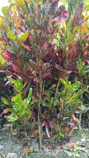 Croton or Croton Plant