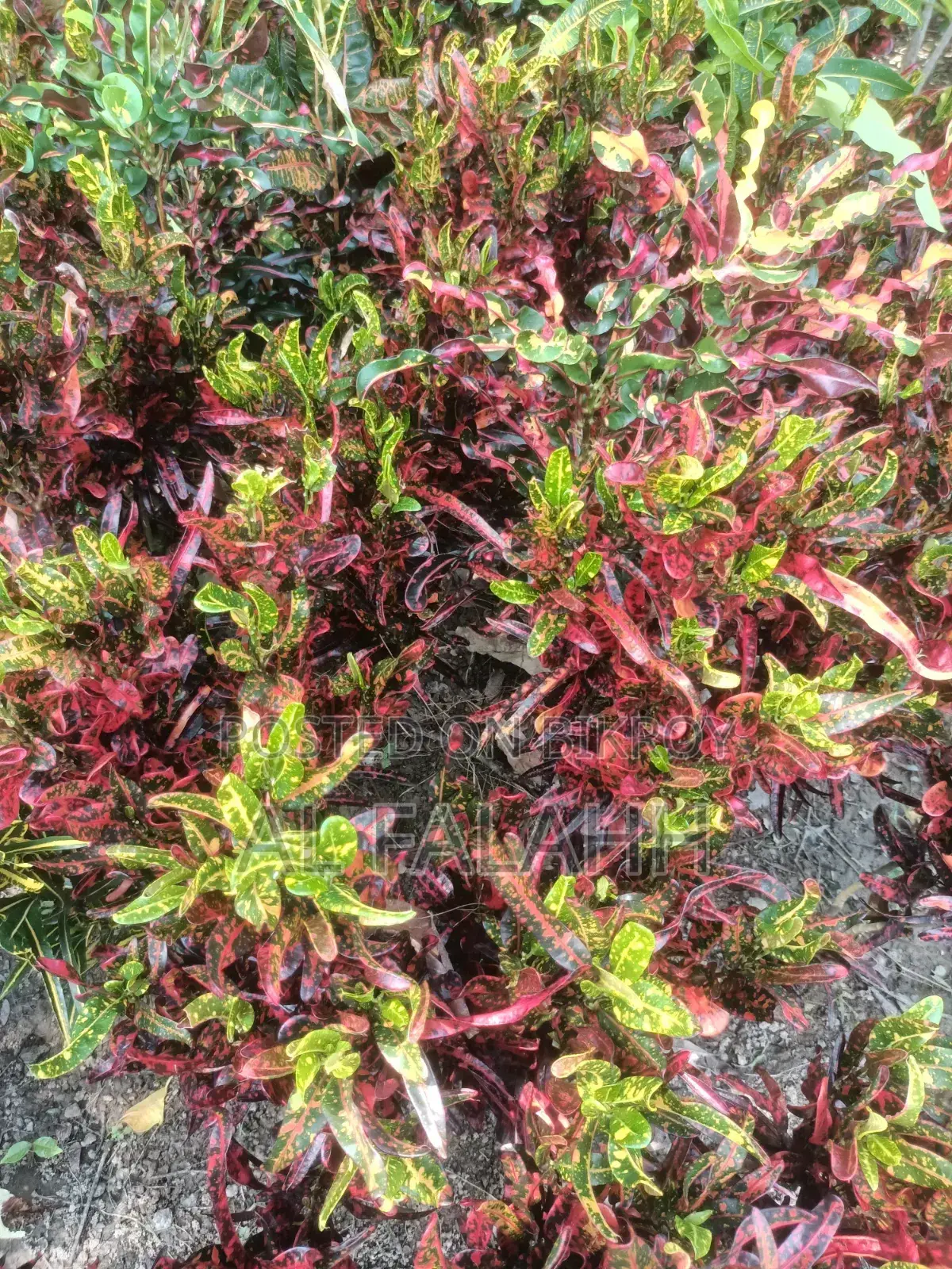 Croton or Croton Plant