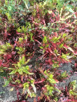 Croton or Croton Plant