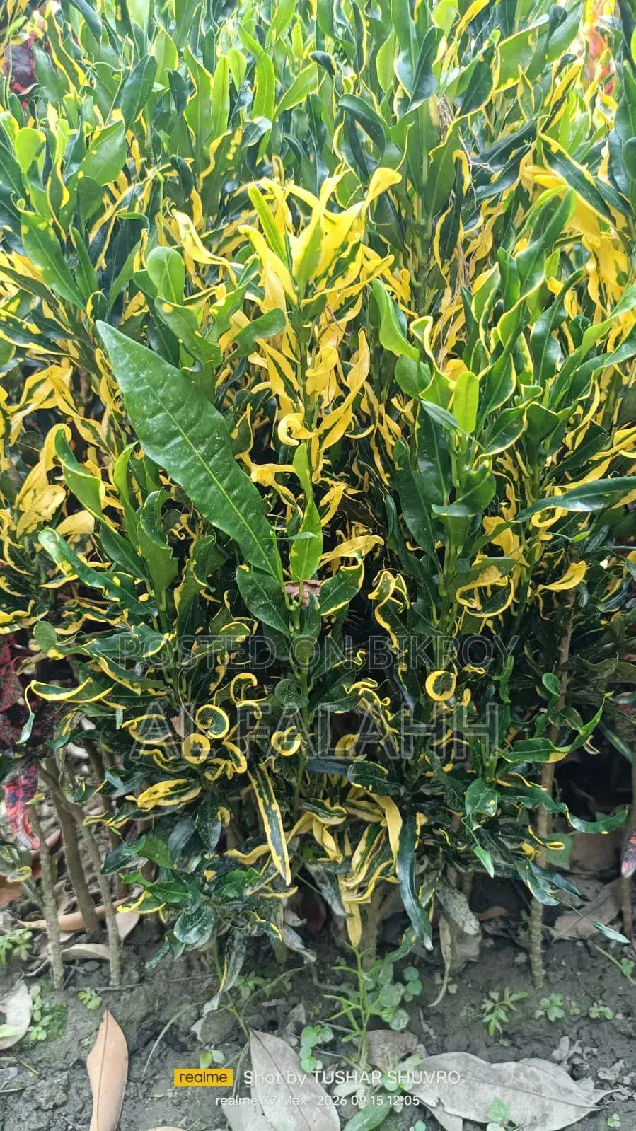 Croton or Croton Plant