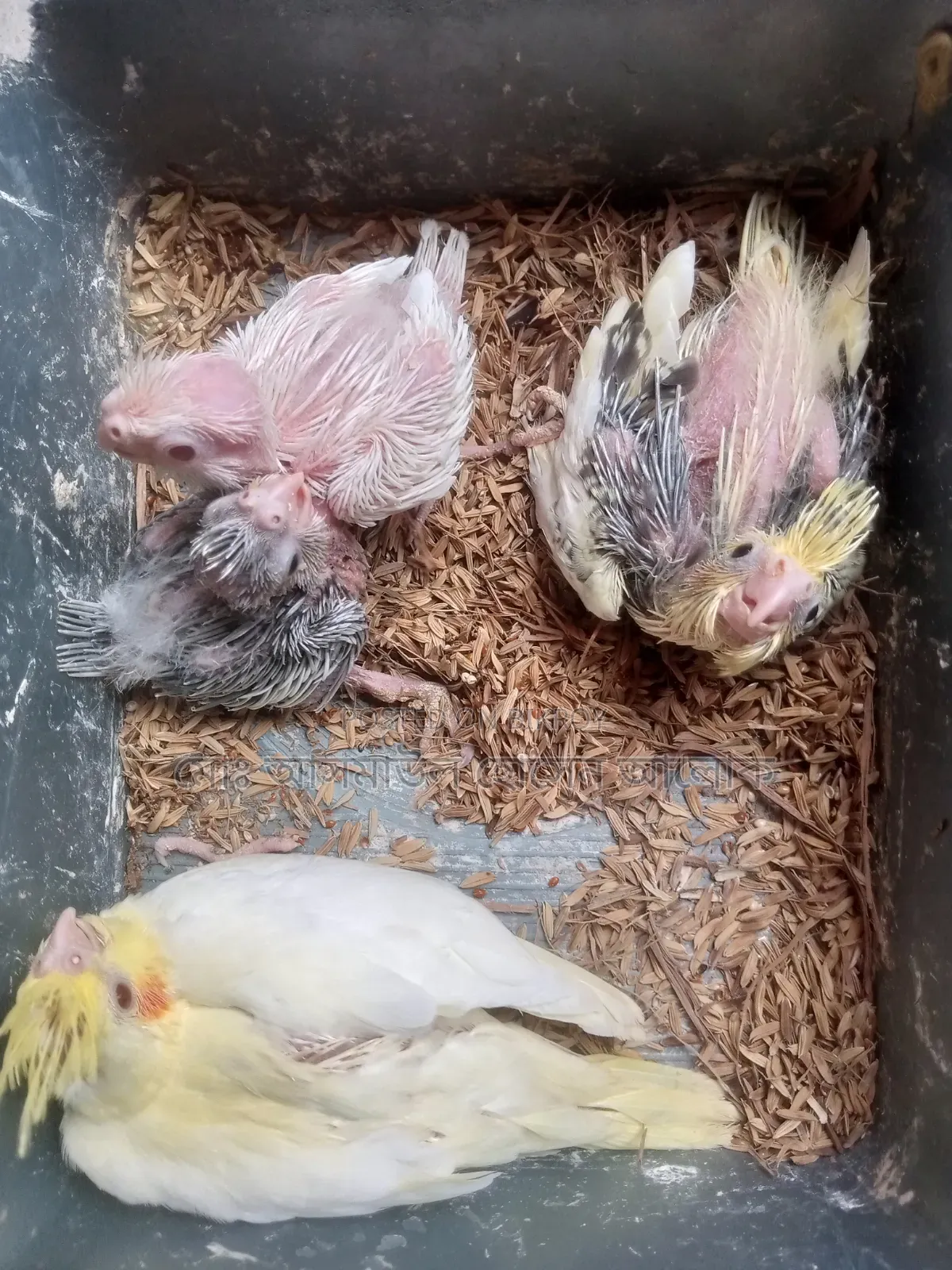 Cockatiel Tame Baby for Sale.