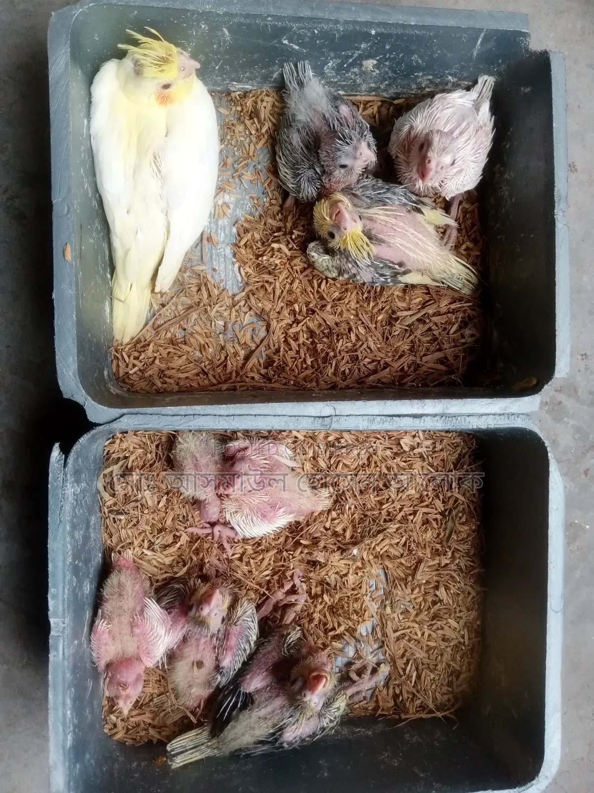 Cockatiel Tame Baby for Sale.