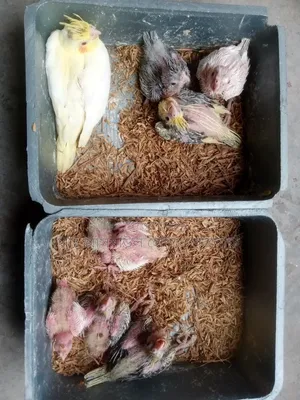 Cockatiel Tame Baby for Sale.