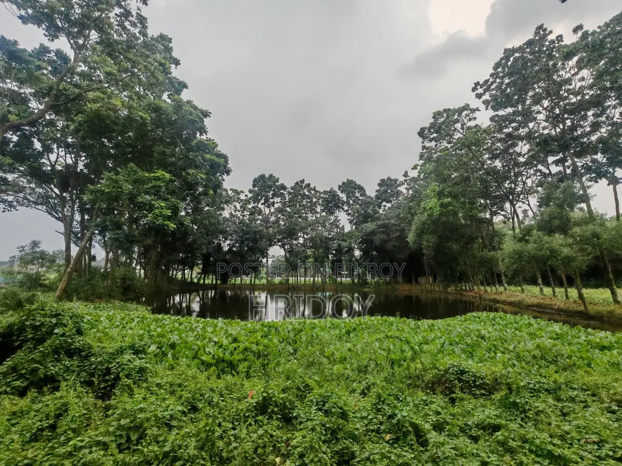 গাজীপুর সাব-রেজিস্ট্রি অফিসের উত্তর পাশে ৮১ শতাংশ পুকুরসহ বাগানবাড়ি