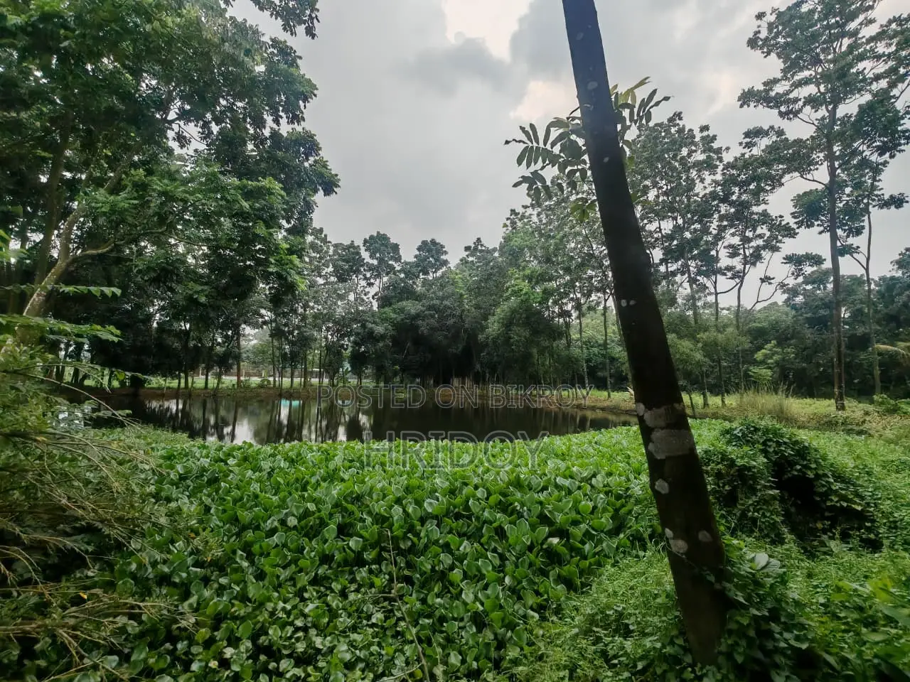 গাজীপুর সাব-রেজিস্ট্রি অফিসের উত্তর পাশে ৮১ শতাংশ পুকুরসহ বাগানবাড়ি