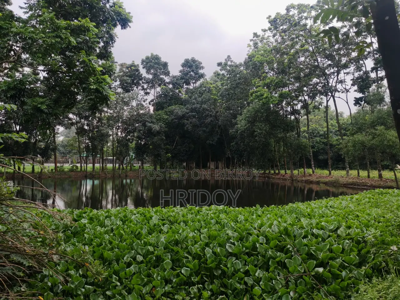 গাজীপুর সাব-রেজিস্ট্রি অফিসের উত্তর পাশে ৮১ শতাংশ পুকুরসহ বাগানবাড়ি