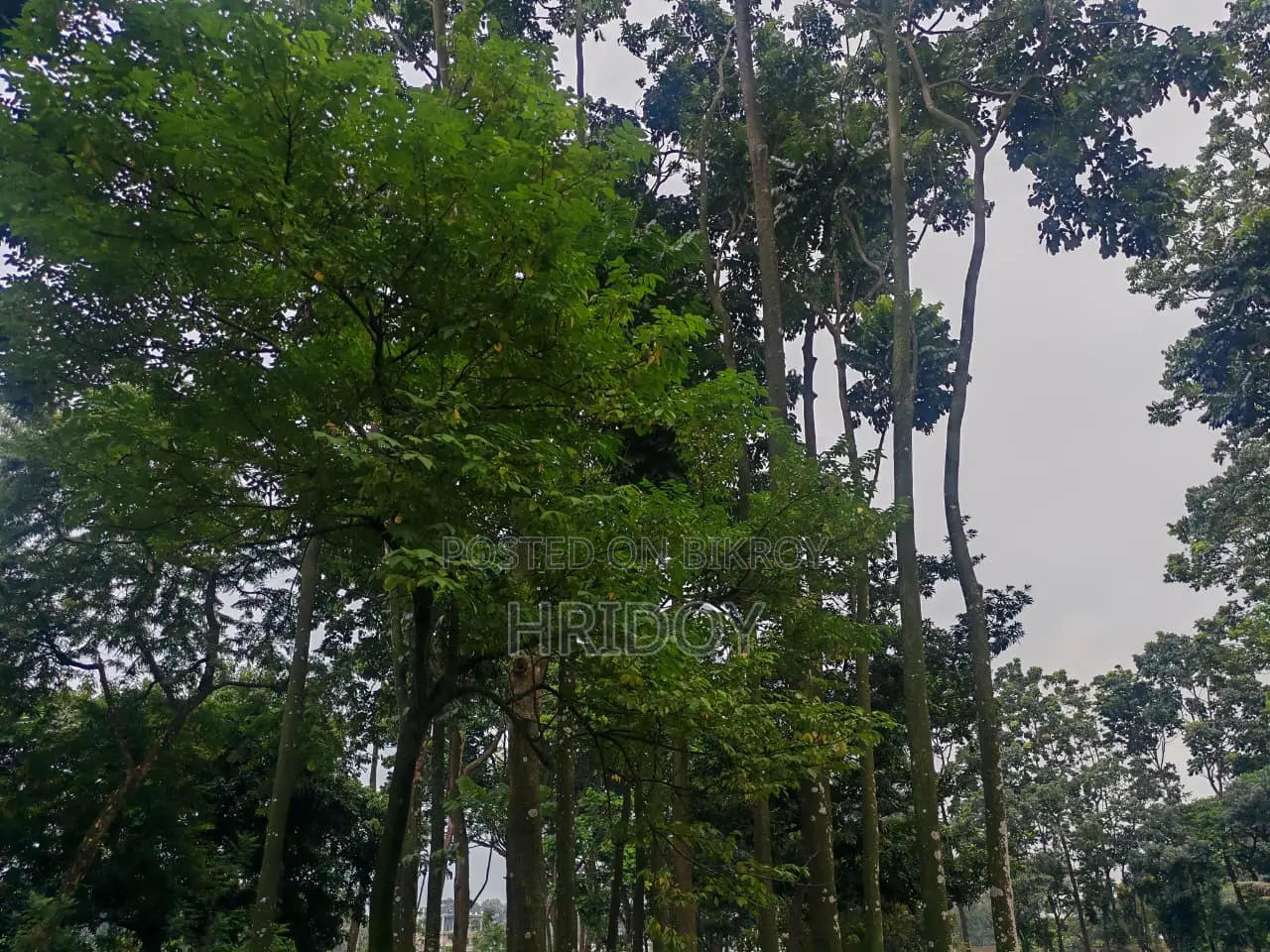 গাজীপুর সাব-রেজিস্ট্রি অফিসের উত্তর পাশে ৮১ শতাংশ পুকুরসহ বাগানবাড়ি