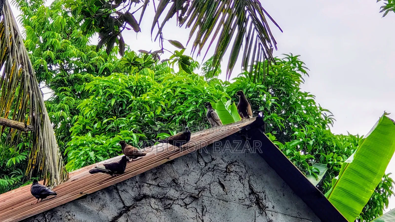 দেশি গলা