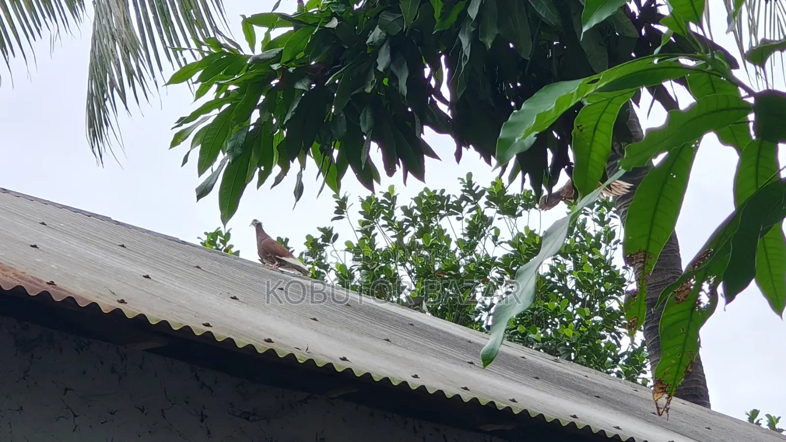 দেশি গলা