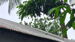 দেশি গলা