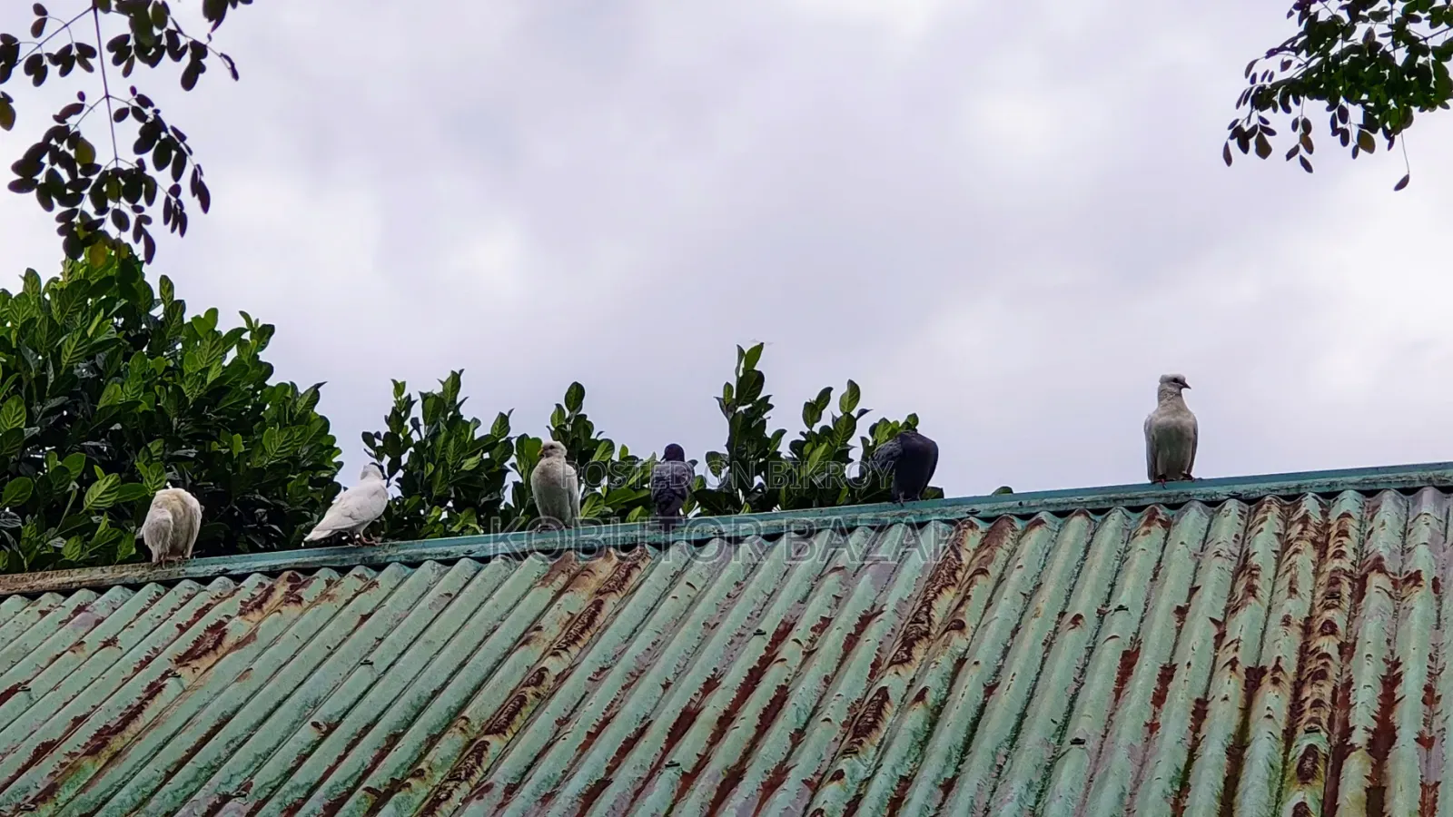 দেশি গলা