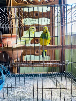 Budgerigar