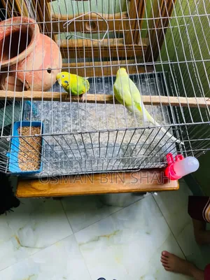 বাডজি পাখি