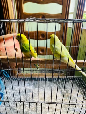 বাডজি পাখি