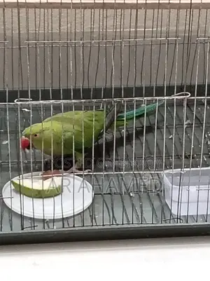 Indian Ringneck Parrot