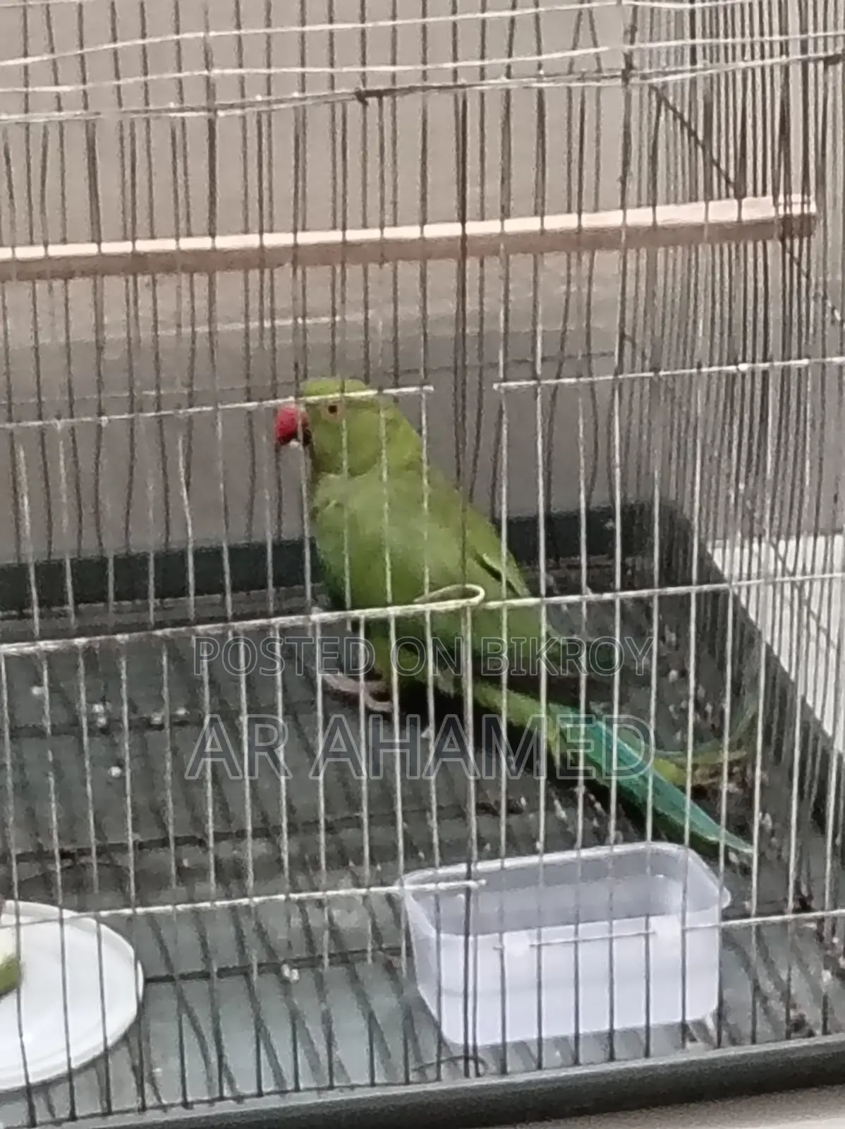 Indian Ringneck Parrot