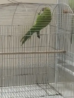 Indian Ringneck Parrot