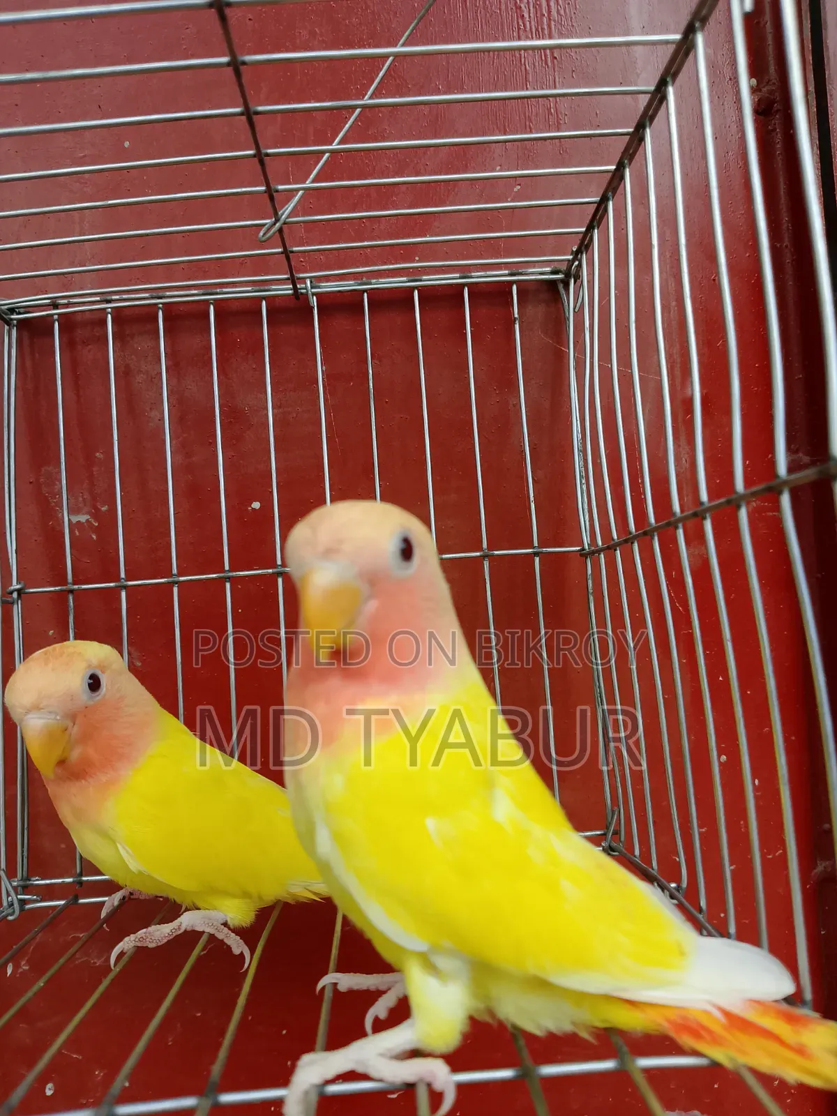 লাভ বার্ড লুটিনো