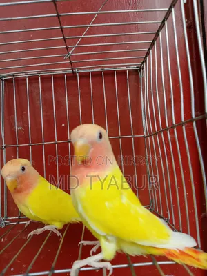 লাভ বার্ড লুটিনো