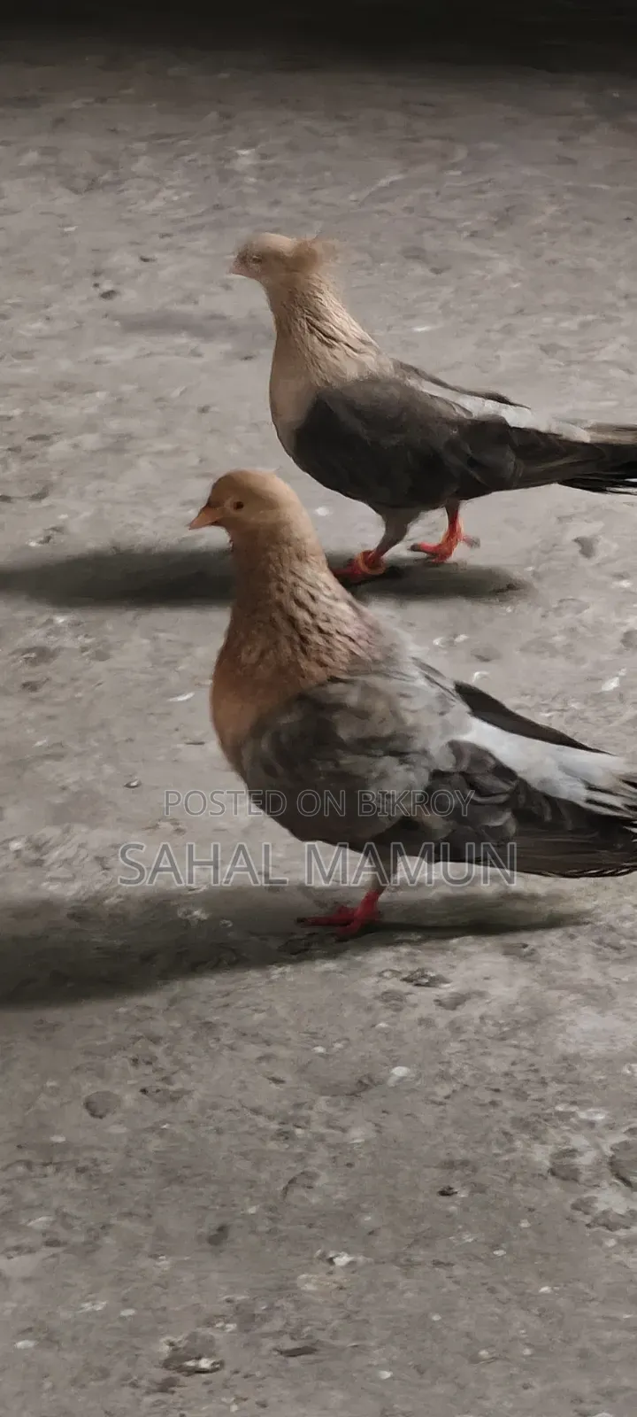 1 Set of Fancy Pigeons