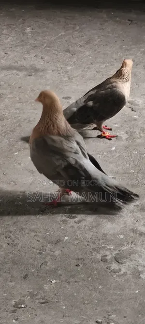 1 Set of Fancy Pigeons