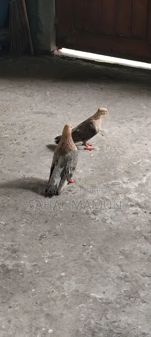1 Set of Fancy Pigeons